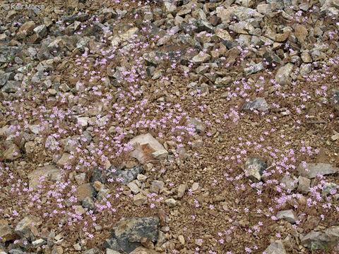 Image of gypsum springbeauty