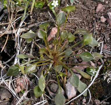 Image of redstem springbeauty