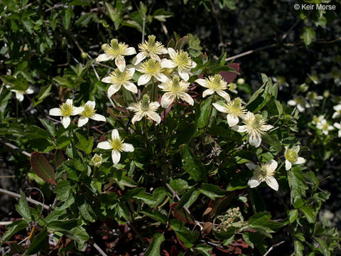 Image of pipestem clematis