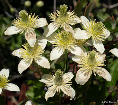 Image of pipestem clematis