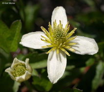 Image of pipestem clematis