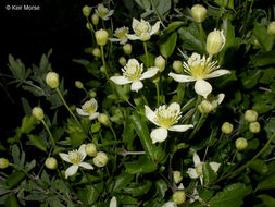 Sivun Clematis lasiantha Nutt. ex Torr. & Gray kuva