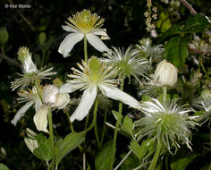 Image of pipestem clematis