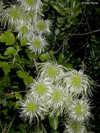 Sivun Clematis lasiantha Nutt. ex Torr. & Gray kuva