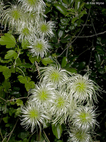 Image of pipestem clematis