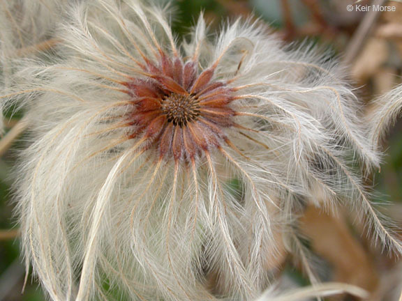 Image of pipestem clematis