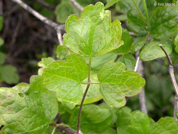 Image of pipestem clematis