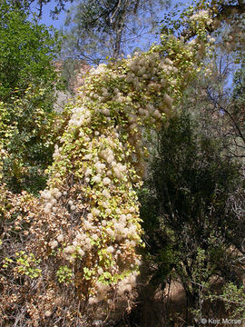 Image of pipestem clematis