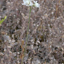 Image de Delphinium hesperium subsp. pallescens (Ewan) Lewis & Epling