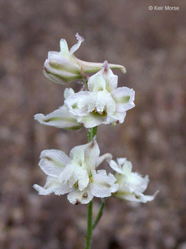 Image of foothill larkspur