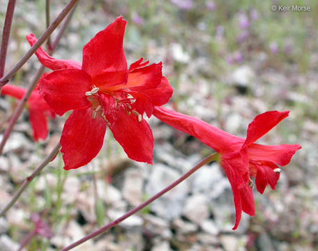 Image of red larkspur