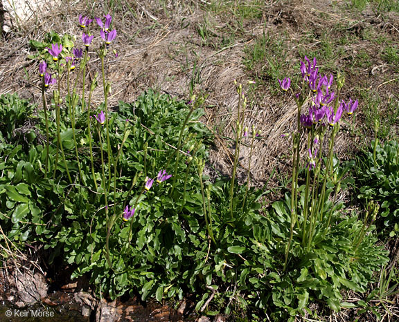 Image of <i>Primula clevelandii</i> var. <i>patula</i>