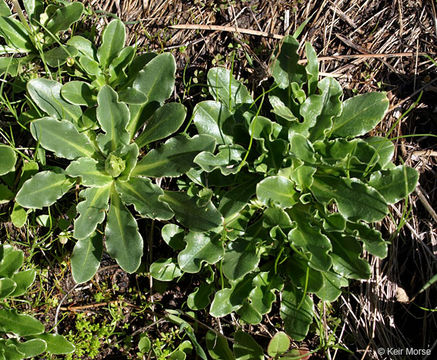 Image of <i>Primula clevelandii</i> var. <i>patula</i>