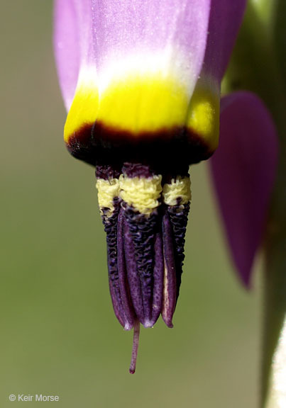 Image of <i>Primula clevelandii</i> var. <i>patula</i>