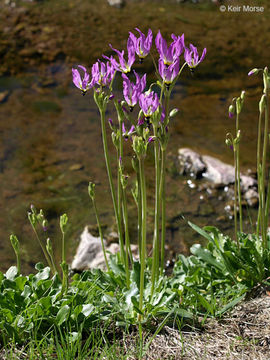 Image of <i>Primula clevelandii</i> var. <i>patula</i>