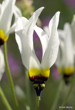 Image of <i>Primula clevelandii</i> var. <i>patula</i>