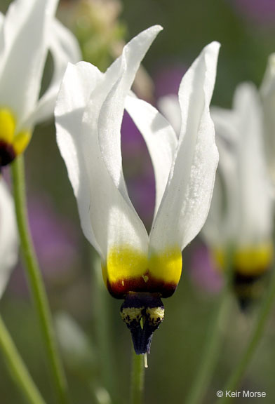 Image of <i>Primula clevelandii</i> var. <i>patula</i>