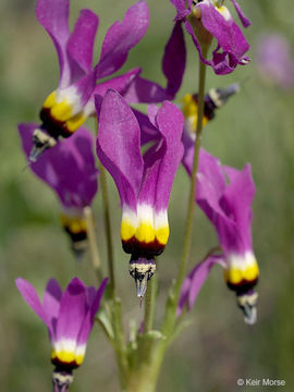 Image of <i>Primula clevelandii</i> var. <i>patula</i>