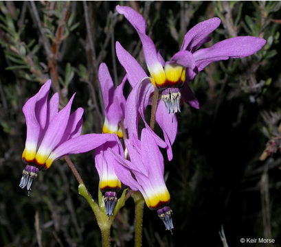 Image of <i>Primula clevelandii</i> var. <i>patula</i>