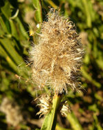 Image of Baccharis sagittalis (Less.) DC.