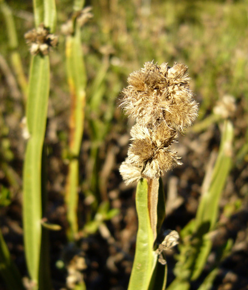 Image of Baccharis sagittalis (Less.) DC.