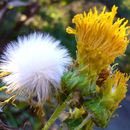 Image of Sonchus acaulis Dum.-Cours.