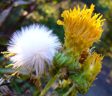 Plancia ëd Sonchus acaulis Dum.-Cours.