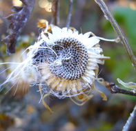 Imagem de Sonchus acaulis Dum.-Cours.