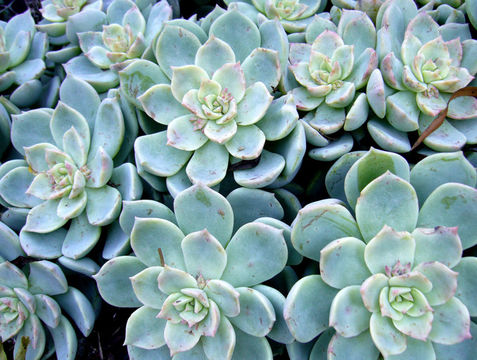 Image of Echeveria sessiliflora Rose