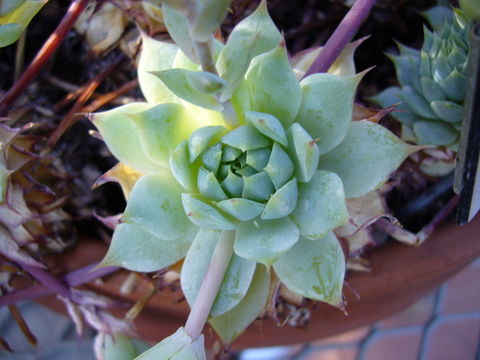 Image of Graptopetalum macdougallii Alexander