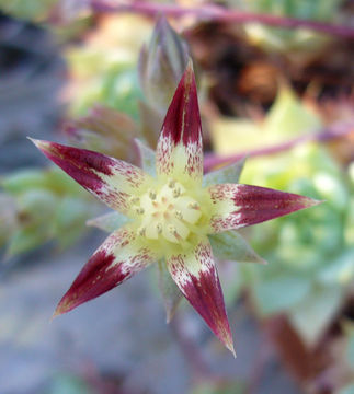 Image of Graptopetalum macdougallii Alexander