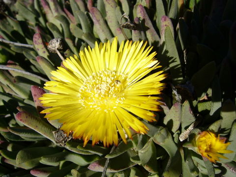 Image of Bijlia tugwelliae (L. Bol.) S. A. Hammer