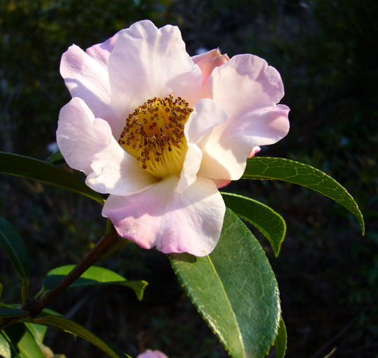 Image of <i>Camellia pitardii</i> var. <i>yunnanica</i>