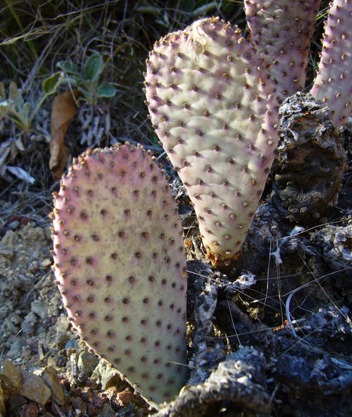 Image of Beavertail Cactus