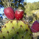 Слика од Opuntia phaeacantha Engelm.