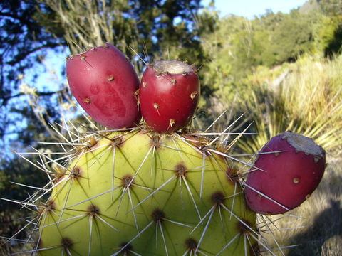 Image of Brownspine Pricklypear