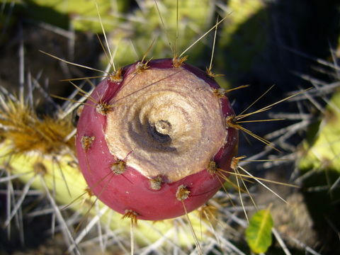 Image of Brownspine Pricklypear