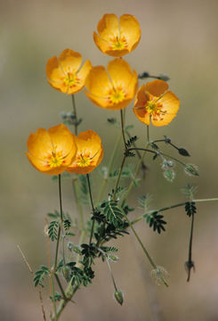 Image de Kallstroemia grandiflora Torr. ex A. Gray