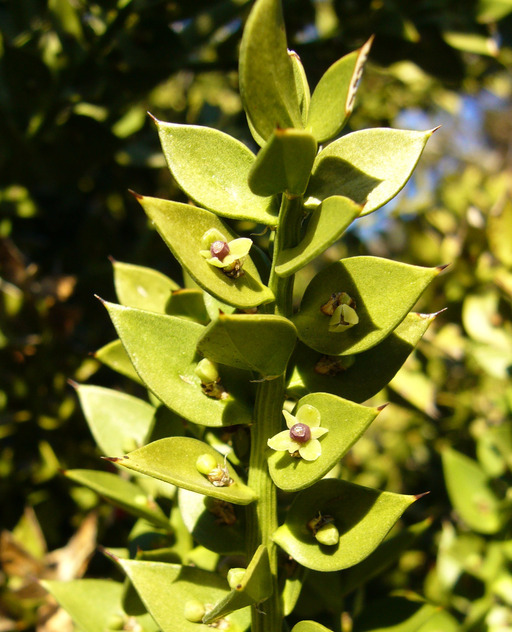 Image of Box Holly