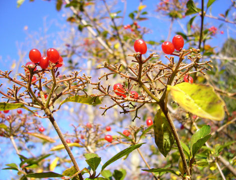 Image of Viburnum foetidum var. ceanothoides (C. H. Wright) Hand.-Mazz.