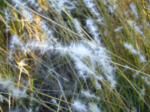 صورة Bothriochloa laguroides (DC.) Herter