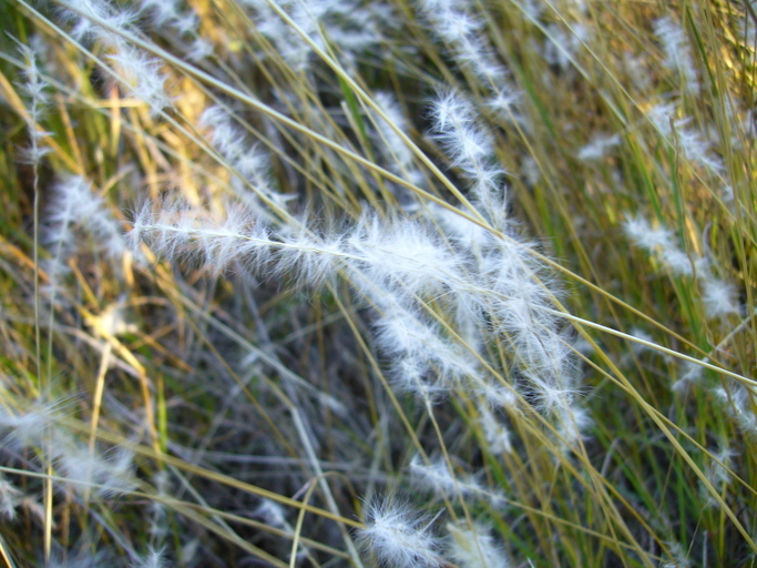 Image of silver beardgrass