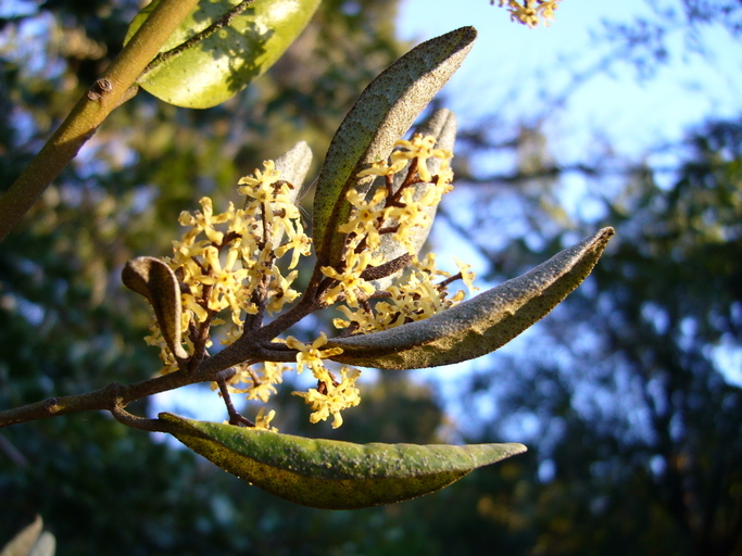 Plancia ëd Aextoxicon punctatum Ruiz & Pav.