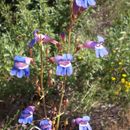 Image of Penstemon spectabilis Thurb. ex Torr. & Gray