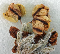 Image of Gilman's buckwheat