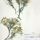 Eriogonum heermannii var. sulcatum (S. Wats.) Munz & Reveal resmi