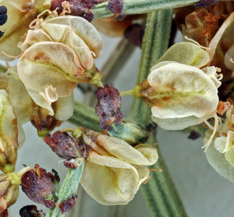 Imagem de Eriogonum heermannii var. sulcatum (S. Wats.) Munz & Reveal