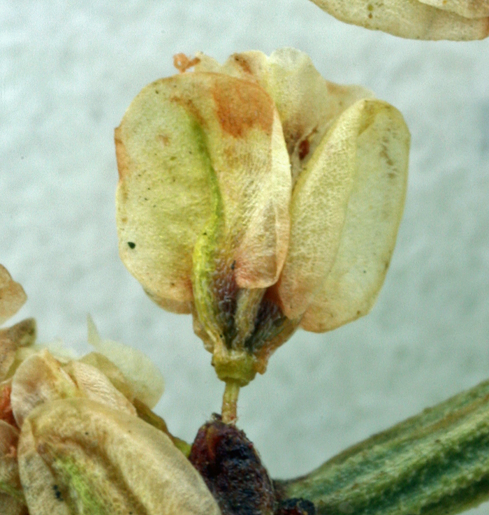 Imagem de Eriogonum heermannii var. sulcatum (S. Wats.) Munz & Reveal