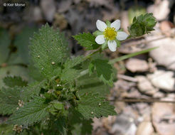 Image of <i>Drymocallis <i>glandulosa</i></i> var. glandulosa