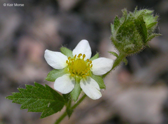 Image of <i>Drymocallis <i>glandulosa</i></i> var. glandulosa